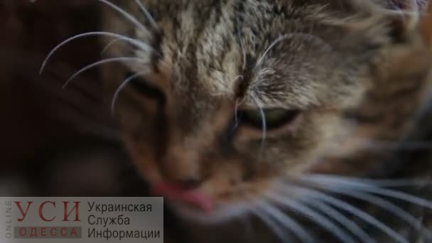 Одесский кот четверо суток сидел на макушке высокого тополя – четвероногого спас альпинист (видео) ОБНОВЛЕНО «фото»