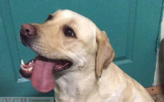 Грабитель с Черемушек попался на краже лабрадора (фото) «фото»