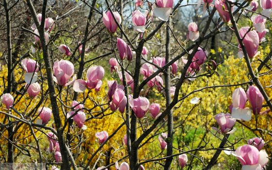 В Одесском ботаническом саду начался сезон экскурсий (фоторепортаж) «фото»