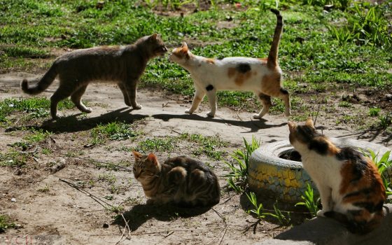 Одесские коты вышли греться под весенними лучами солнца (фоторепортаж) «фото»