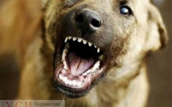 Одесситка, которую укусила собака, судится с ее хозяином, он свою вину не признает (фото 18+) «фото»