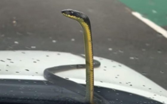 В Одессе змея забралась под капот автомобиля, испуганный водитель вызвал полицию (видео) «фото»