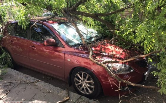 В Одессе из-за сильного ветра падают деревья – некоторые улицы перекрыты, повреждены авто (фото) «фото»