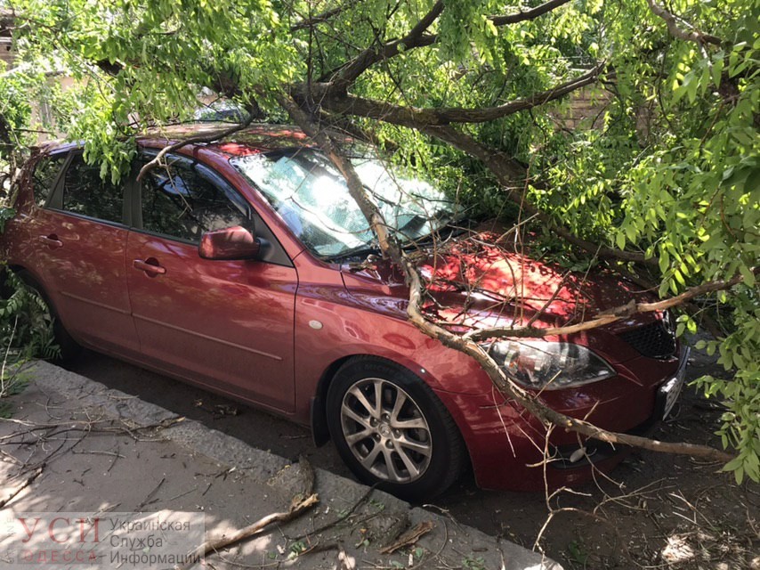 В Одессе из-за сильного ветра падают деревья – некоторые улицы перекрыты, повреждены авто (фото) «фото»