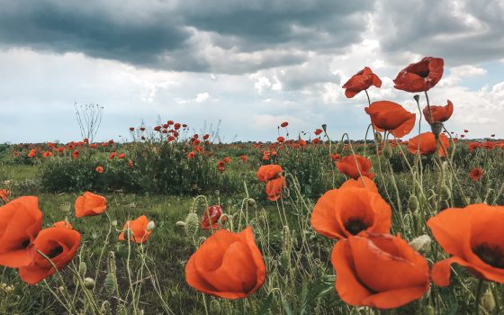 В Одессе начинается летняя жара, но вечером все так же прохладно «фото»