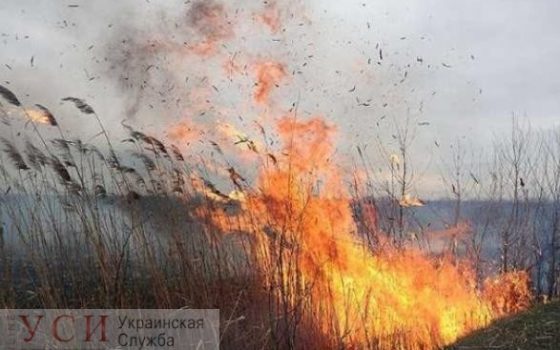 Пожар в Вилковском лесничестве потушили через три часа usionline.com Пожар в Вилковском лесничестве потушили через три часа «фото»