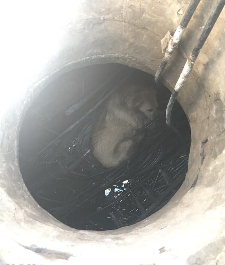 На поселке Котовского зоозащитники спасли собаку, которая два дня просидела в люке «фото»