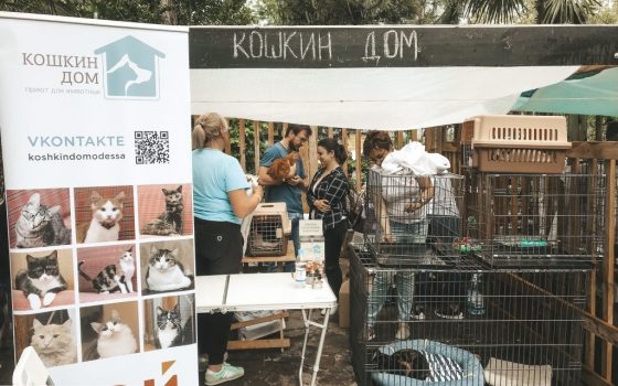 На фестивале “Home Me Fest” полсотни животных обрели новый дом «фото»