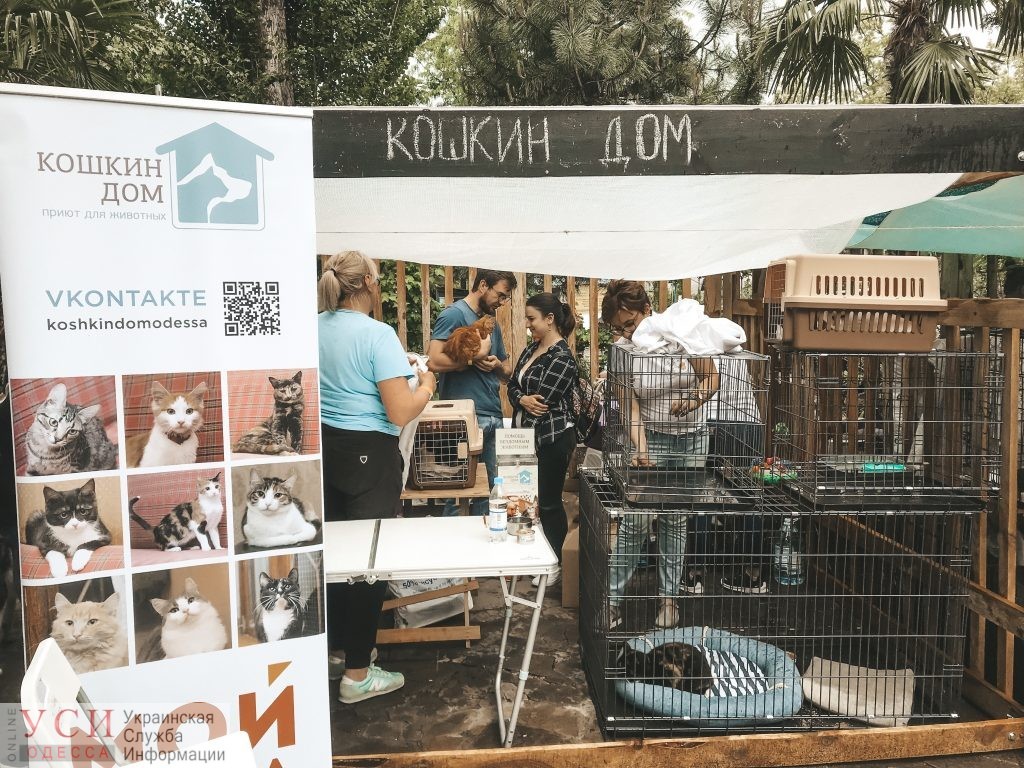 На фестивале “Home Me Fest” полсотни животных обрели новый дом «фото»
