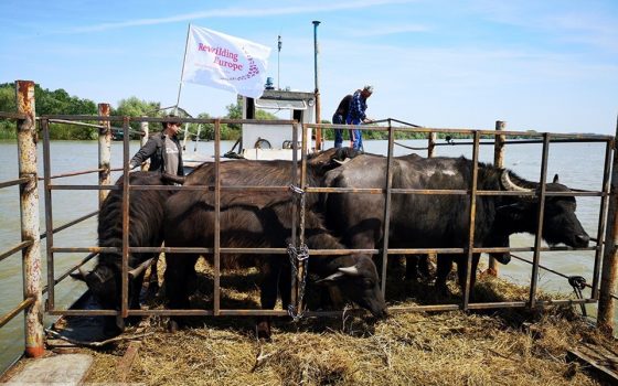 Новое экспериментальное стадо индийских водяных буйволов завезли в Одесскую область (фото) «фото»