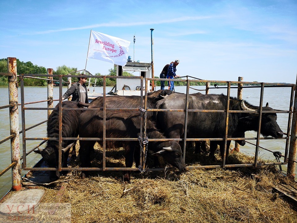 Новое экспериментальное стадо индийских водяных буйволов завезли в Одесскую область (фото) «фото»