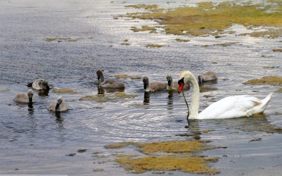 Семейство лебедей-шипунов обосновалось на Большом Аджалыкском лимане под Одессой (фото) «фото»