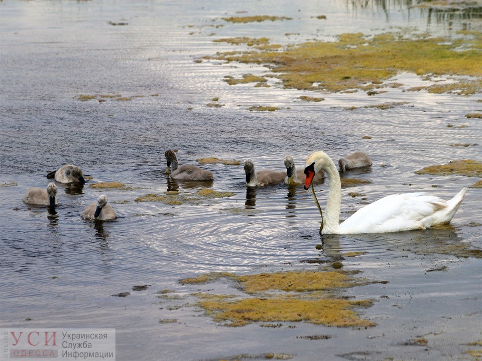 Семейство лебедей-шипунов обосновалось на Большом Аджалыкском лимане под Одессой (фото) «фото»