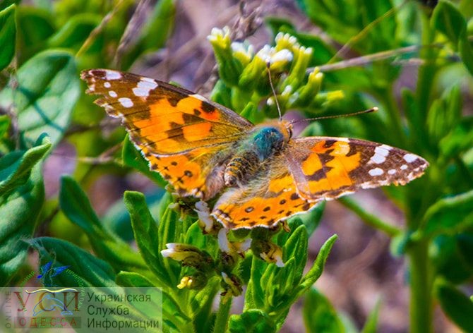 В Одесской области замечены уникальные бабочки из Северной Африки (фото) «фото»