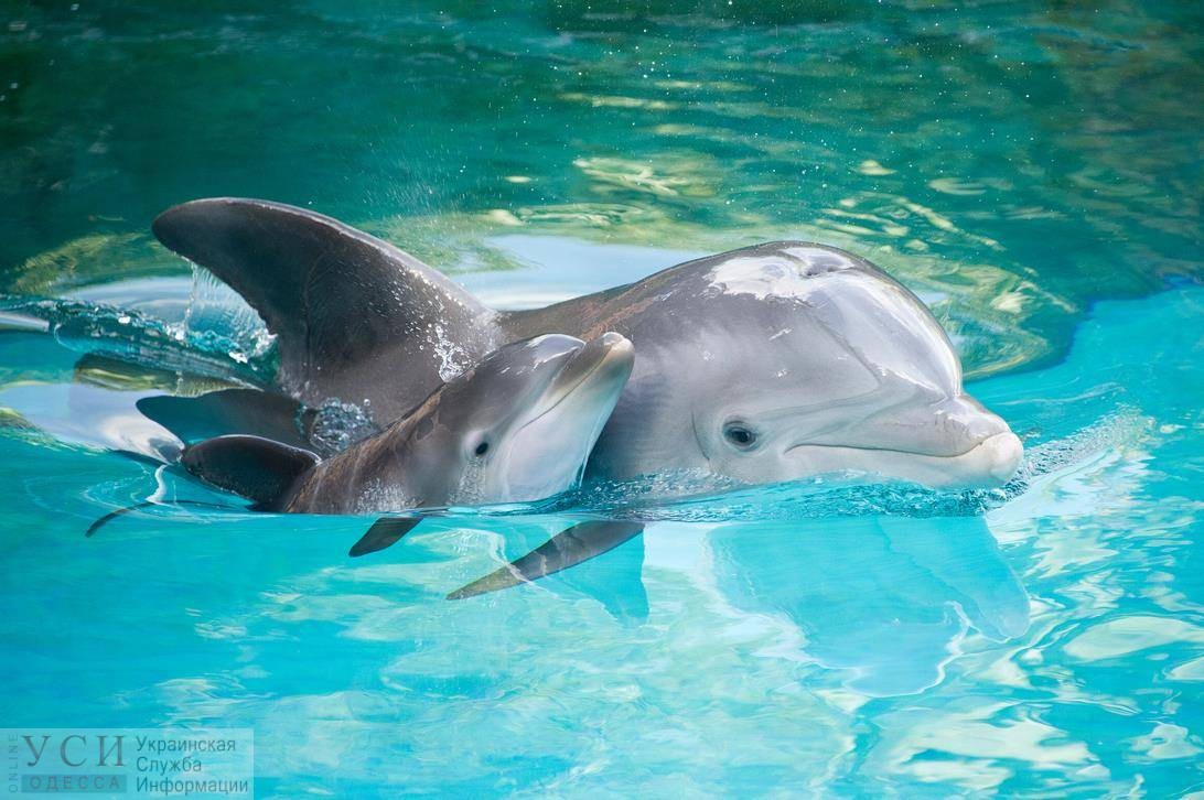 Бизнес дельфинариев под угрозой: одесские экологи подали законопроект о защите морских млекопитающих «фото»