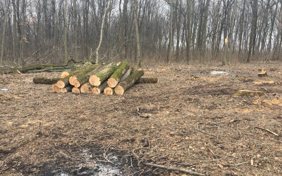 В Одесской области чиновников лесхоза осудят за кражу древесины (фото) «фото»