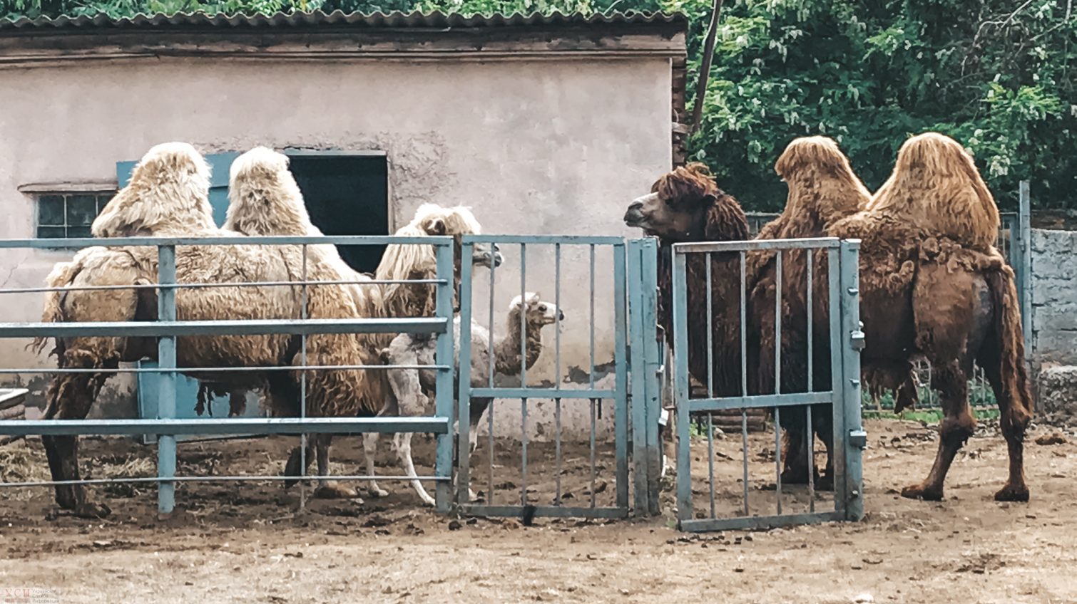 В Одесском зоопарке весенний бэби-бум (фоторепортаж) «фото»