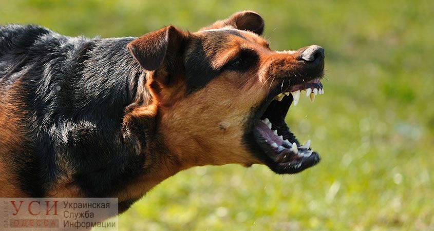 Штраф и конфискация пса: суд вынес приговор хозяину агрессивной собаки «фото»