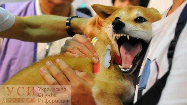 Осторожно, бешенство: что делать, если вас покусала собака и где в Одессе искать вакцины «фото»