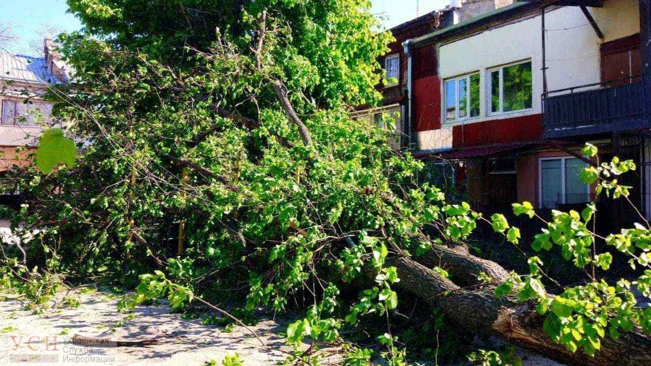 Горожан просят быть осторожными: шквальной ветер повалил деревья в Одессе (фото) «фото»