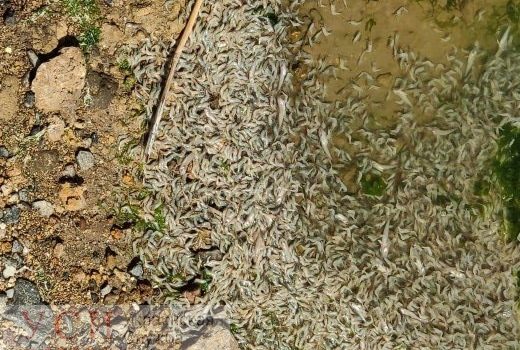 На Хаджибейском лимане зафиксировали массовый мор рыбы (фото) «фото»