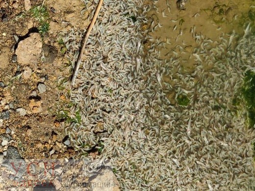 На Хаджибейском лимане зафиксировали массовый мор рыбы (фото) «фото»