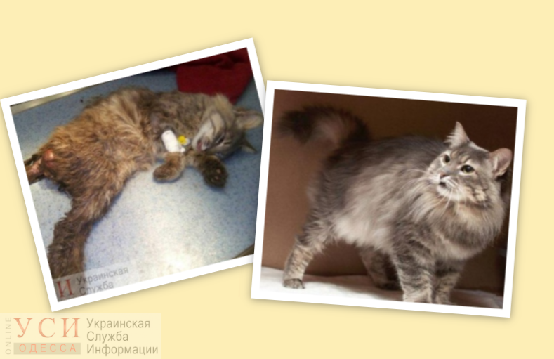 До и после: как поменялись одесские беспризорные животные после того, как нашли дом (фото) «фото»