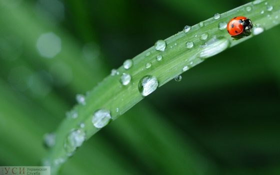 В последний день весны в Одессе обещают дождь «фото»