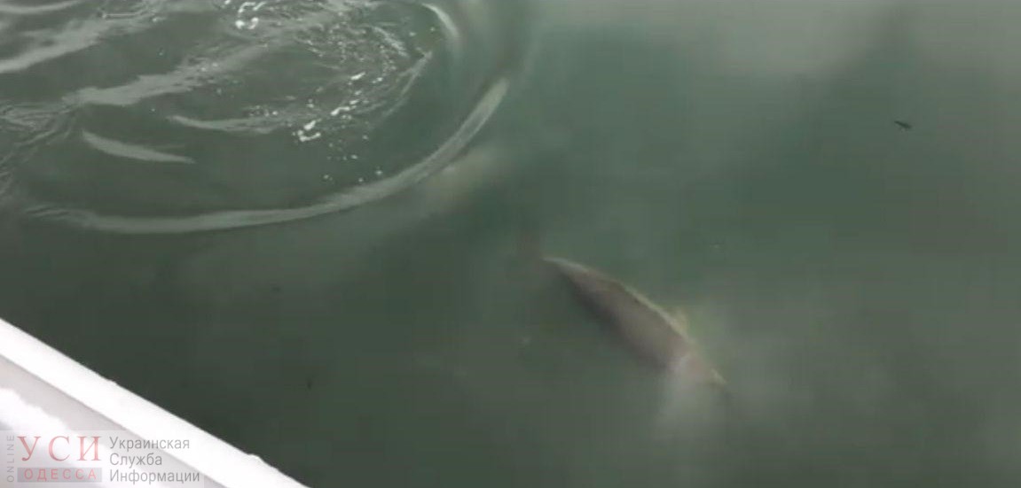 В порту под Одессой заметили двух дельфинов (видео) «фото»