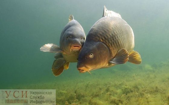 В лиман Одесской области выпустили 600 тысяч мальков карпа и толстолобика (видео) «фото»