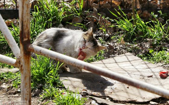 В Одессе пройдет фестиваль, на котором можно будет завести домашнего питомца «фото»