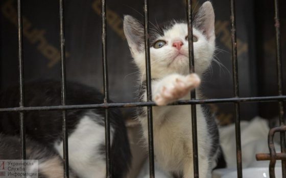 Одесская “Староконка” – торговля котятами-“смертниками” и другим животными (фото, видео) «фото»