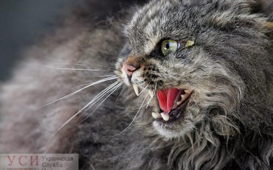 В Затоке зафиксировали случай бешенства и вводят карантин «фото»