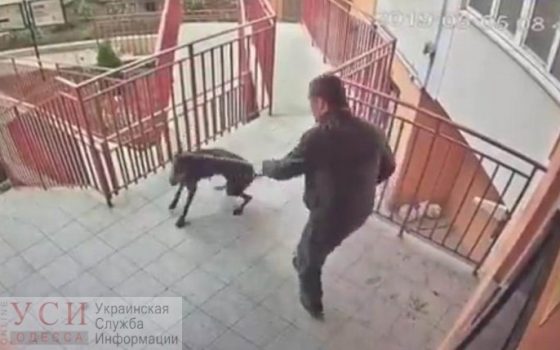 3400 гривен штрафа выплатит мужчина, избивший ногами собаку в “Радужном” «фото»