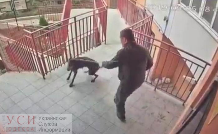 3400 гривен штрафа выплатит мужчина, избивший ногами собаку в “Радужном” «фото»