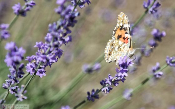 Среда в Одессе будет жаркая, а в области обещают грозу «фото»