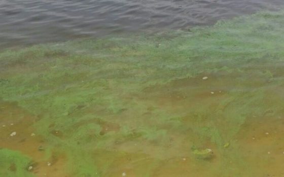 В порту Одессы зацвела вода (видео) «фото»