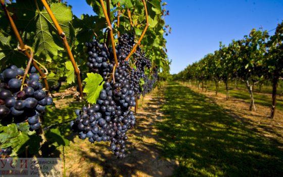 В Одесской области появится карта виноградников, где будут указаны места плантаций и сорта «фото»