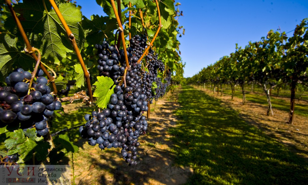 В Одесской области появится карта виноградников, где будут указаны места плантаций и сорта «фото»