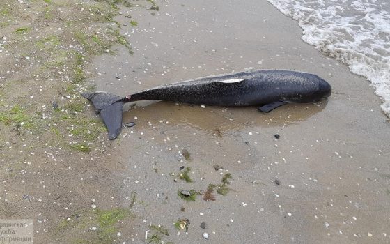 В Лузановке на пляже нашли мертвого дельфиненка с отрезанными плавником (фото) «фото»