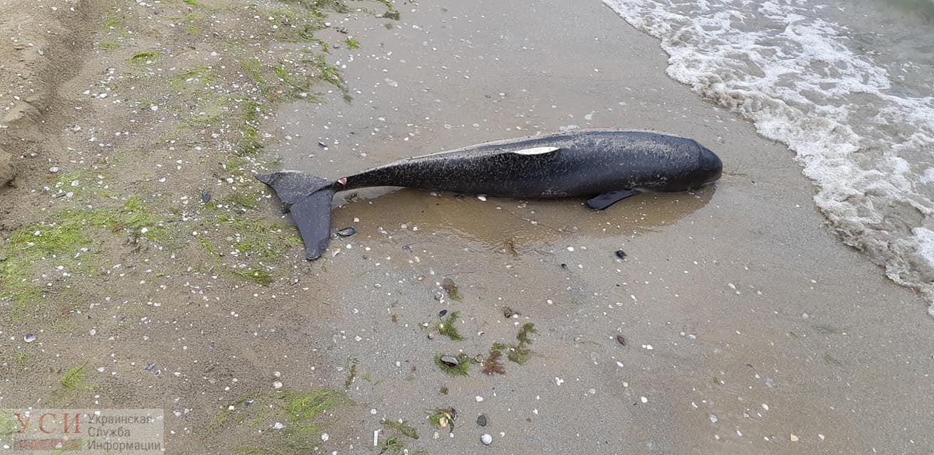 В Лузановке на пляже нашли мертвого дельфиненка с отрезанными плавником (фото) «фото»