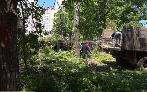 На проспекте Героев Небесной Сотни вырубили деревья (фото) «фото»