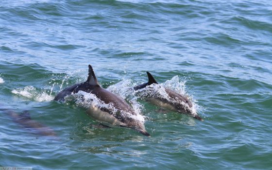 Экологи в Черном море считают и фотографируют дельфинов, чтобы отслеживать миграцию (фото) «фото»