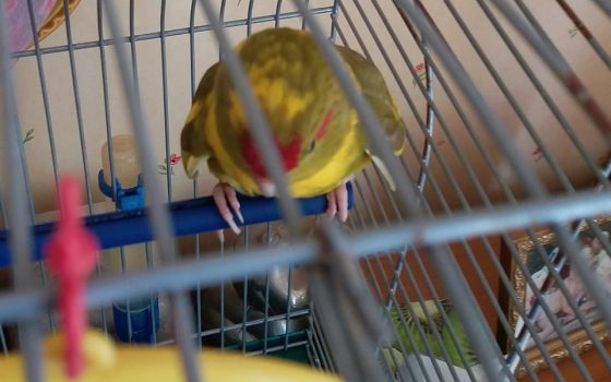 В Одессе зоозащитники обвиняют сотрудников зоомагазина в жестоком обращении с животными (фото, видео) «фото»