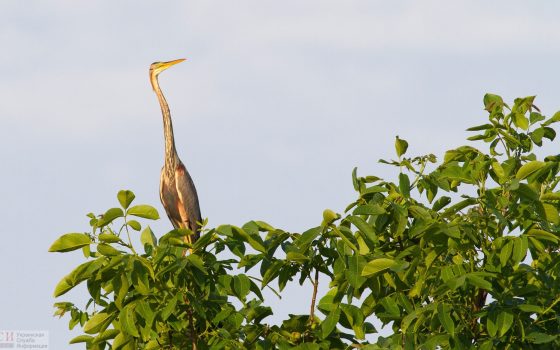 Фотограф из Балты запечатлел редкий “трофей” – рыжую цаплю (фото) «фото»