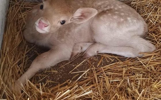 В Одесском зоопарке у пятнистых ланей родились малыши (фото) «фото»