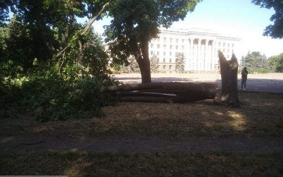 Ночной шквал повалил деревья в центре Одессы (фото) «фото»