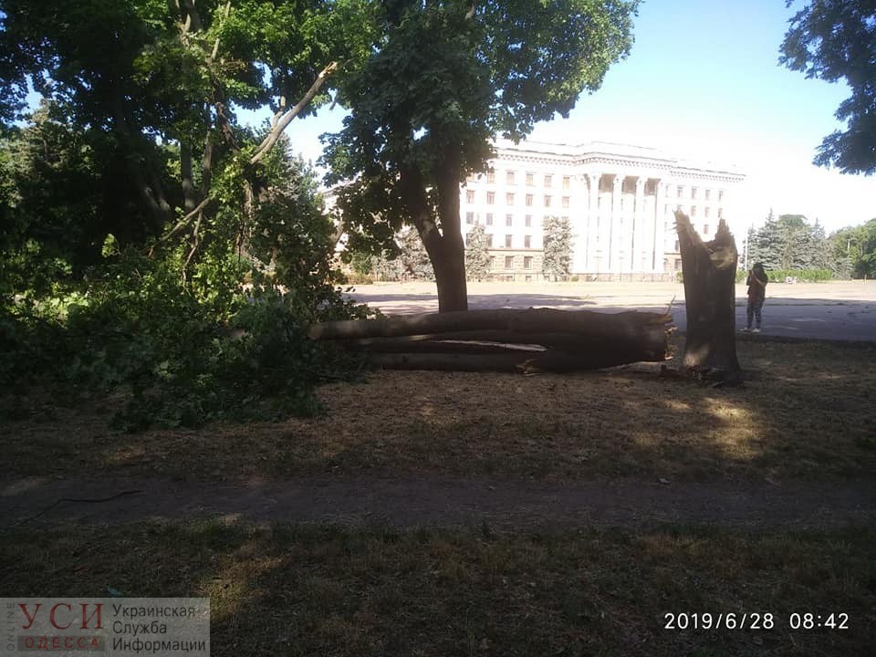 Ночной шквал повалил деревья в центре Одессы (фото) «фото»