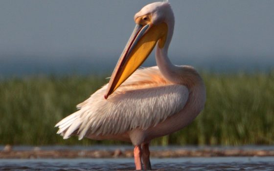 В Нацпарке “Тузловские лиманы” появилась беседка, из которой будут наблюдать за пеликанами «фото»