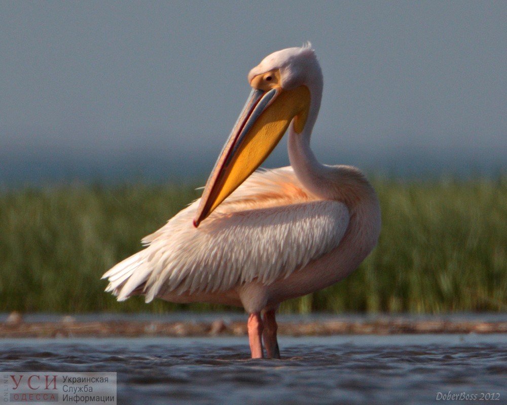 В Нацпарке “Тузловские лиманы” появилась беседка, из которой будут наблюдать за пеликанами «фото»